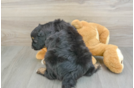 Popular Mini Aussiedoodle Poodle Mix Pup