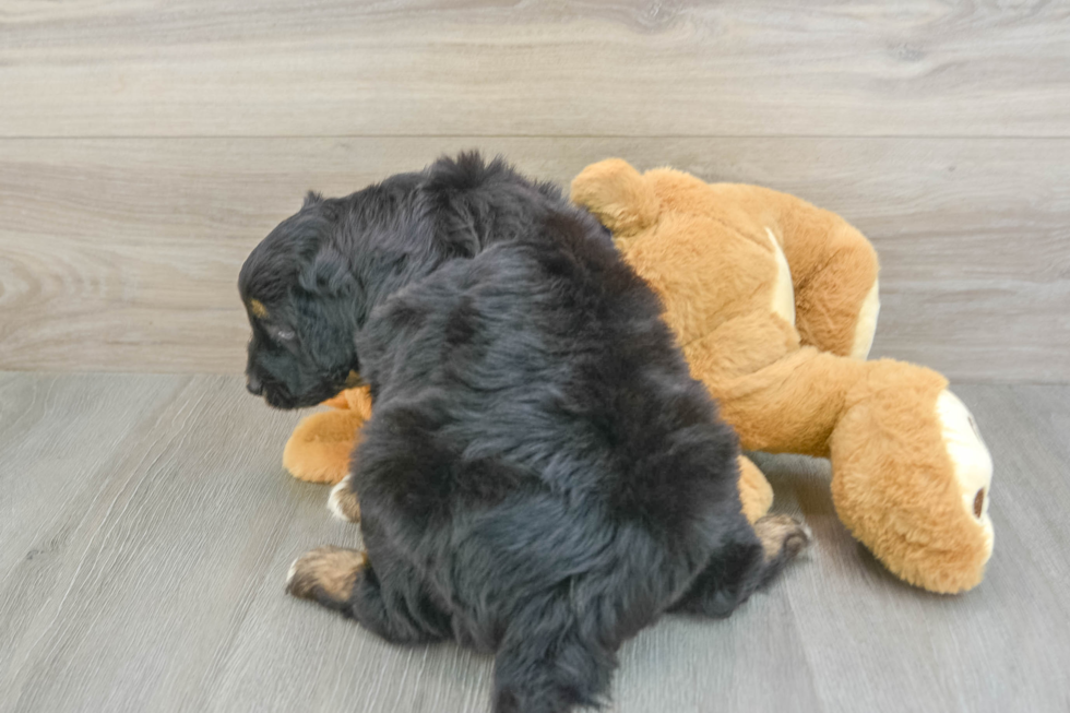 Popular Mini Aussiedoodle Poodle Mix Pup