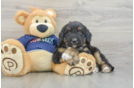 Mini Aussiedoodle Pup Being Cute