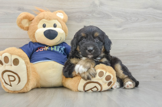 Mini Aussiedoodle Pup Being Cute
