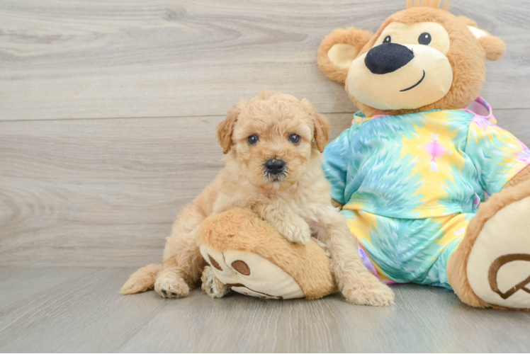Best Mini Aussiedoodle Baby