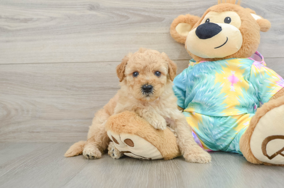 5 week old Mini Aussiedoodle Puppy For Sale - Seaside Pups