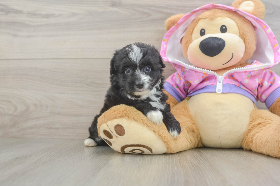 5 week old Mini Aussiedoodle Puppy For Sale - Seaside Pups