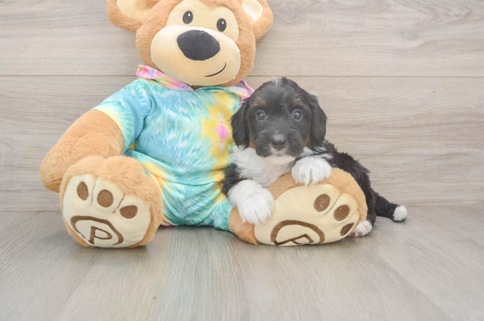 5 week old Mini Aussiedoodle Puppy For Sale - Seaside Pups