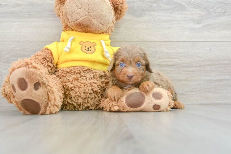 Best Mini Aussiedoodle Baby