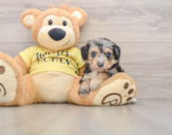 7 week old Mini Aussiedoodle Puppy For Sale - Seaside Pups