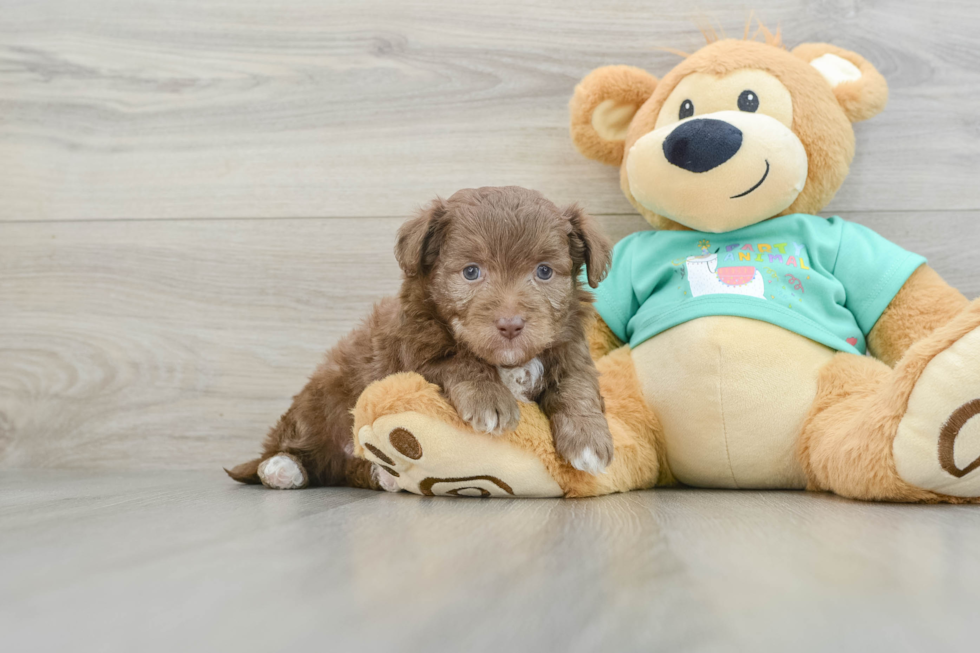 Mini Aussiedoodle Pup Being Cute