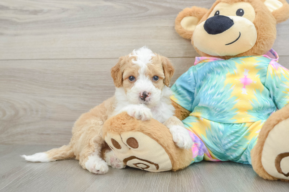 5 week old Mini Aussiedoodle Puppy For Sale - Seaside Pups