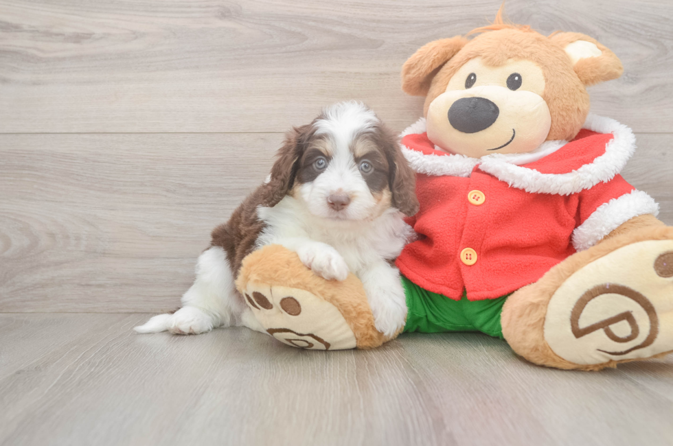 5 week old Mini Aussiedoodle Puppy For Sale - Seaside Pups