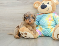 8 week old Mini Aussiedoodle Puppy For Sale - Seaside Pups