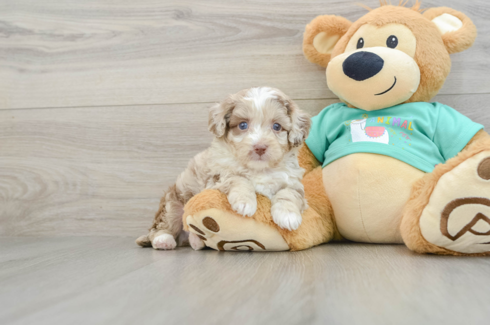 7 week old Mini Aussiedoodle Puppy For Sale - Seaside Pups