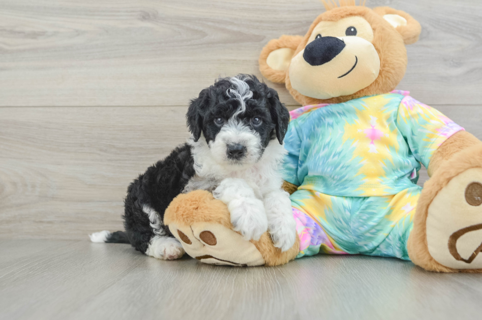 5 week old Mini Aussiedoodle Puppy For Sale - Seaside Pups