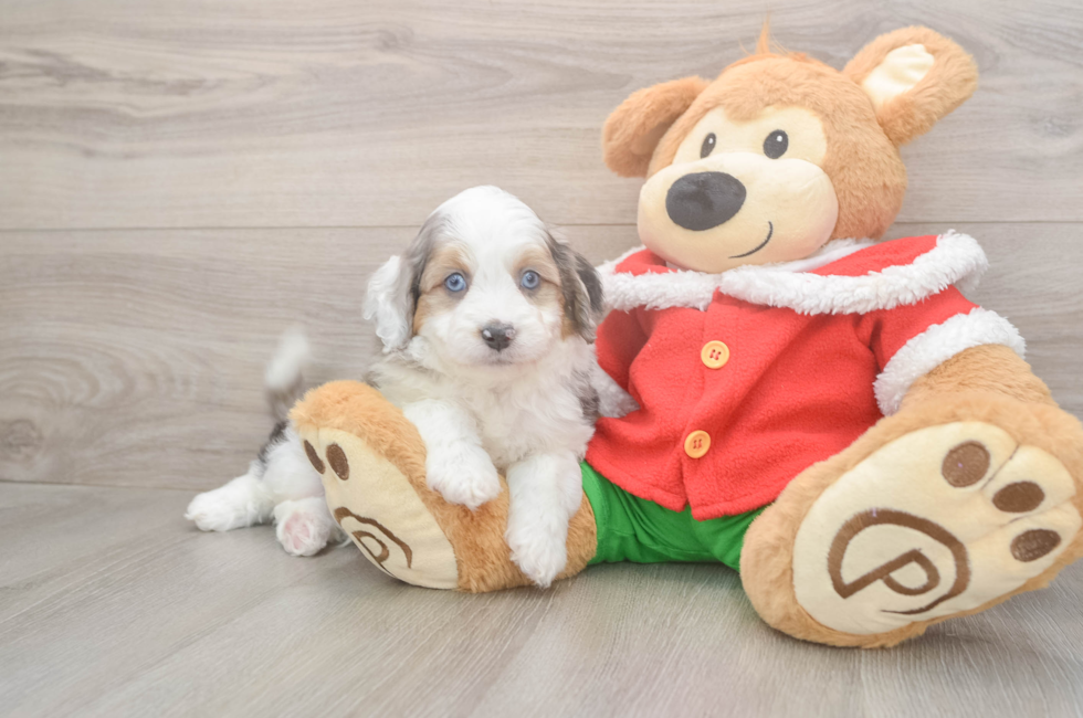 5 week old Mini Aussiedoodle Puppy For Sale - Seaside Pups