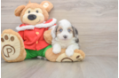 Energetic Aussie Poo Poodle Mix Puppy
