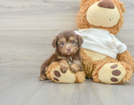 9 week old Mini Aussiedoodle Puppy For Sale - Seaside Pups