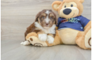 Friendly Mini Aussiedoodle Baby