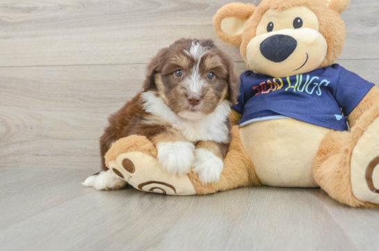 Friendly Mini Aussiedoodle Baby