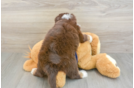 Petite Mini Aussiedoodle Poodle Mix Pup