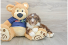 Best Mini Aussiedoodle Baby