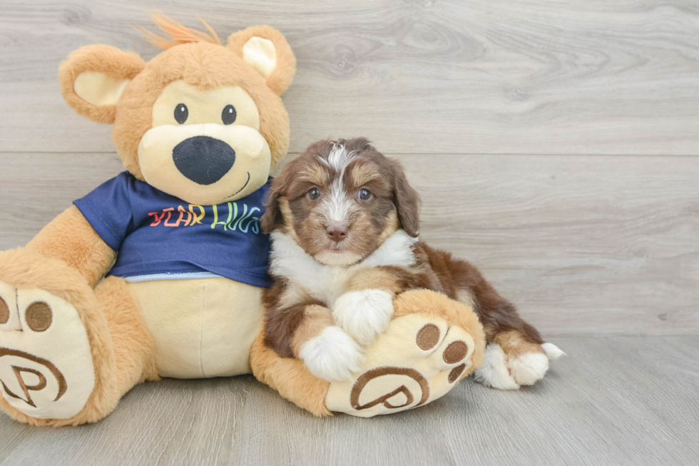 Best Mini Aussiedoodle Baby
