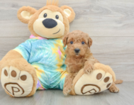 8 week old Mini Aussiedoodle Puppy For Sale - Seaside Pups