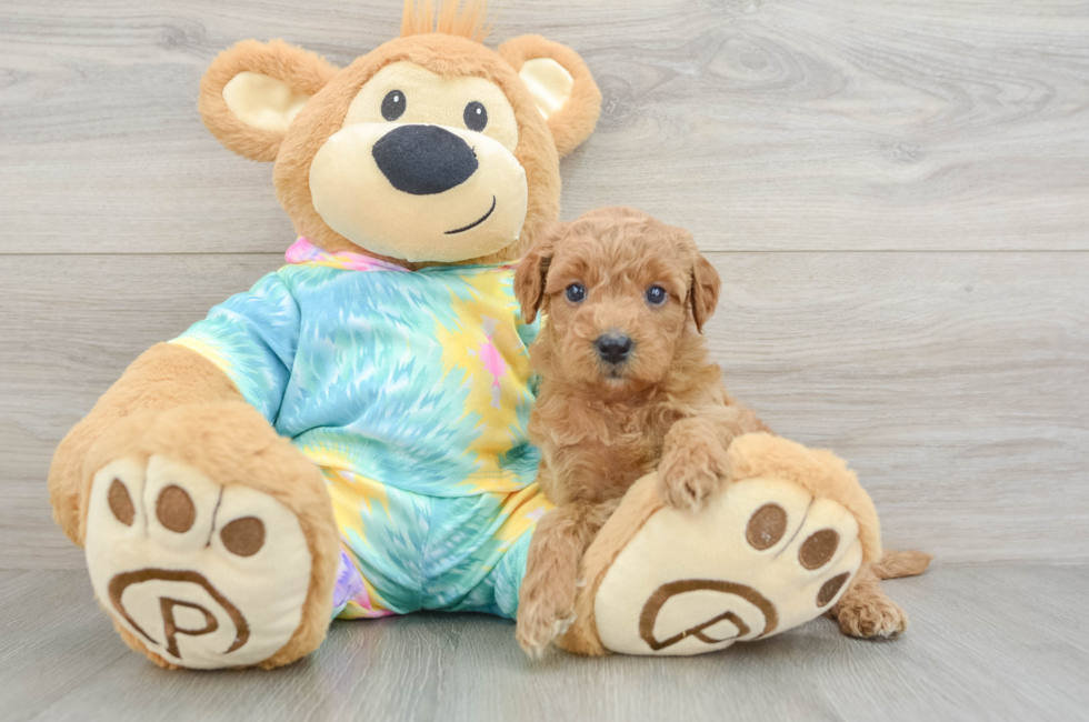 5 week old Mini Aussiedoodle Puppy For Sale - Seaside Pups