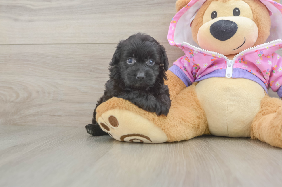 5 week old Mini Aussiedoodle Puppy For Sale - Seaside Pups