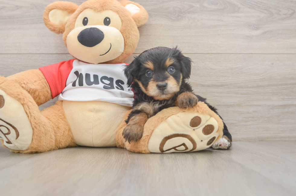 5 week old Mini Aussiedoodle Puppy For Sale - Seaside Pups
