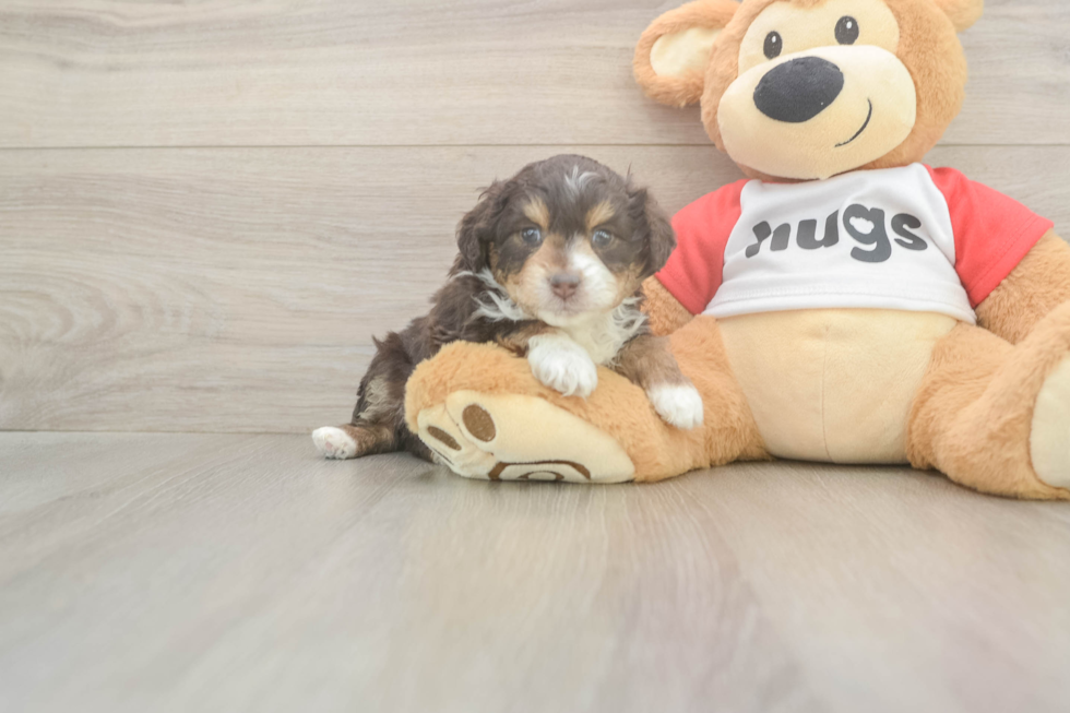 Little Mini Aussiepoo Poodle Mix Puppy