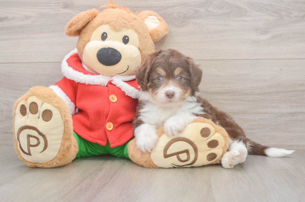 5 week old Mini Aussiedoodle Puppy For Sale - Seaside Pups