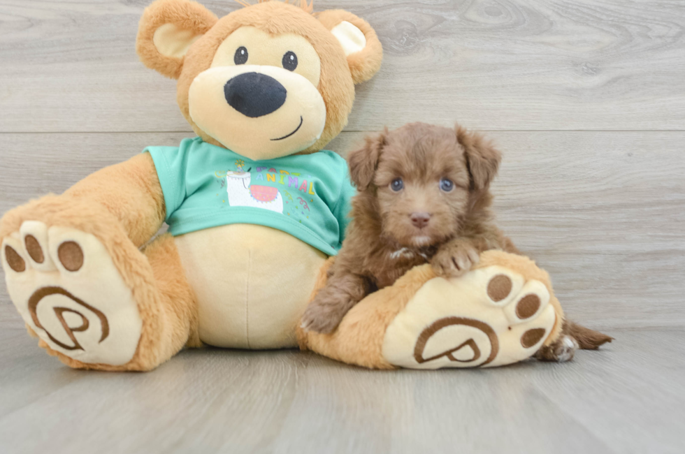 7 week old Mini Aussiedoodle Puppy For Sale - Seaside Pups