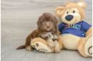 Popular Mini Aussiedoodle Poodle Mix Pup
