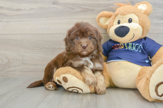 Popular Mini Aussiedoodle Poodle Mix Pup