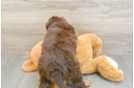 Mini Aussiedoodle Puppy for Adoption