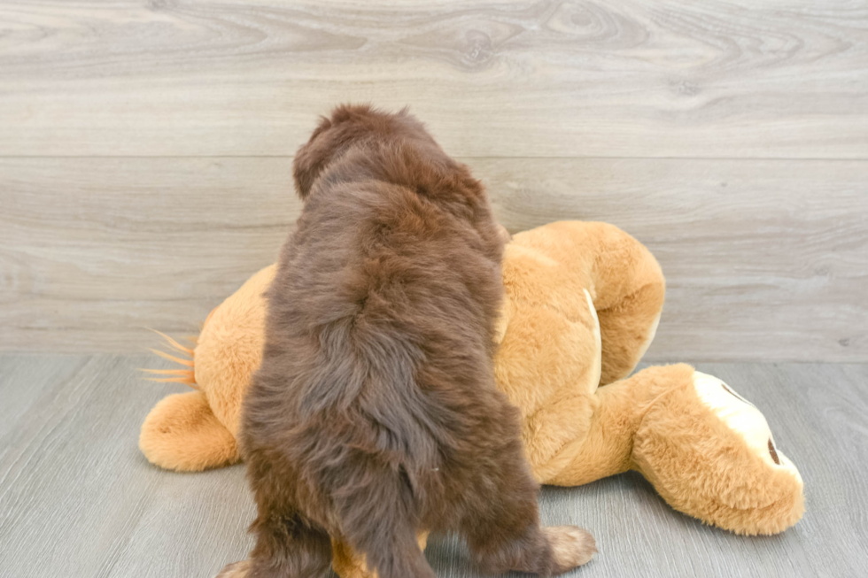 Mini Aussiedoodle Puppy for Adoption
