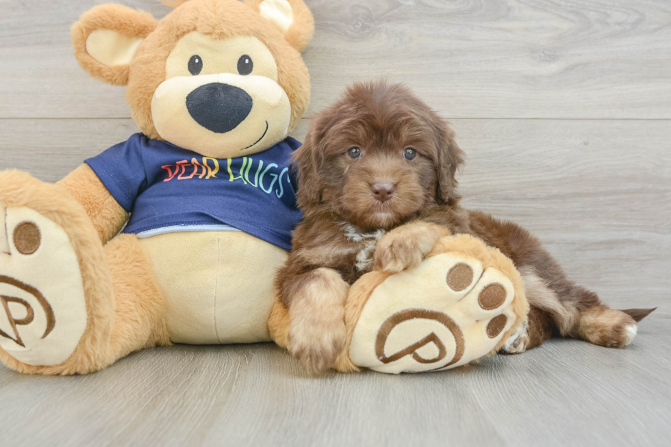 Mini Aussiedoodle Pup Being Cute