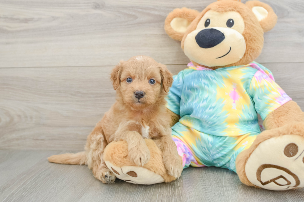 5 week old Mini Aussiedoodle Puppy For Sale - Seaside Pups