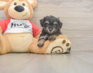 8 week old Mini Aussiedoodle Puppy For Sale - Seaside Pups