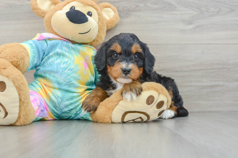 6 week old Mini Aussiedoodle Puppy For Sale - Seaside Pups