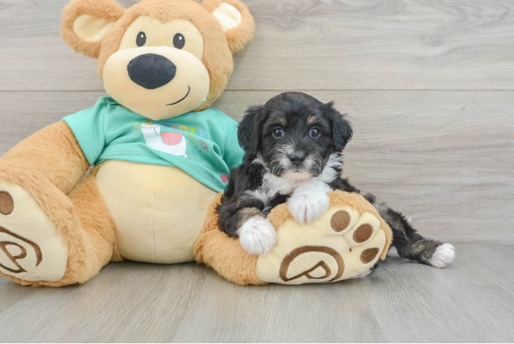 Mini Aussiedoodle Pup Being Cute