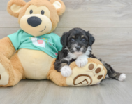 8 week old Mini Aussiedoodle Puppy For Sale - Seaside Pups