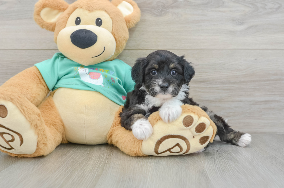 6 week old Mini Aussiedoodle Puppy For Sale - Seaside Pups