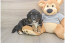 Mini Aussiedoodle Pup Being Cute