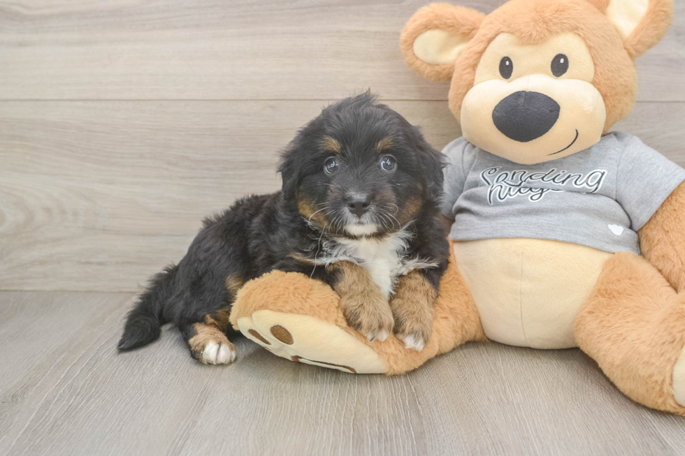Mini Aussiedoodle Pup Being Cute