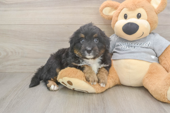 Mini Aussiedoodle Pup Being Cute