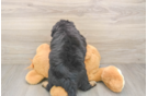 Mini Aussiedoodle Pup Being Cute