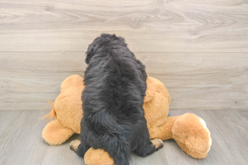 Mini Aussiedoodle Pup Being Cute