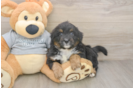 Cute Mini Aussiedoodle Baby