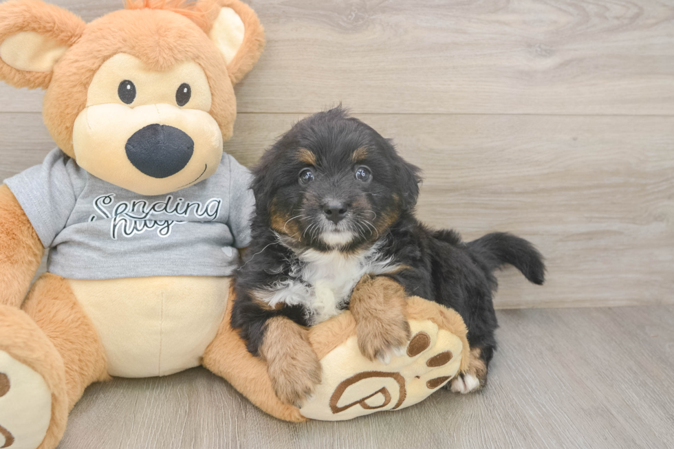 Cute Mini Aussiedoodle Baby