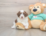 5 week old Mini Aussiedoodle Puppy For Sale - Seaside Pups